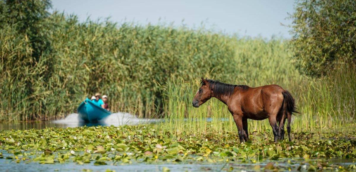Pădurea Letea, ținutul exotic din inima Deltei Dunării
