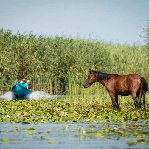 Barca si cal salbatic la Letea, in Delta Dunarii, Romania