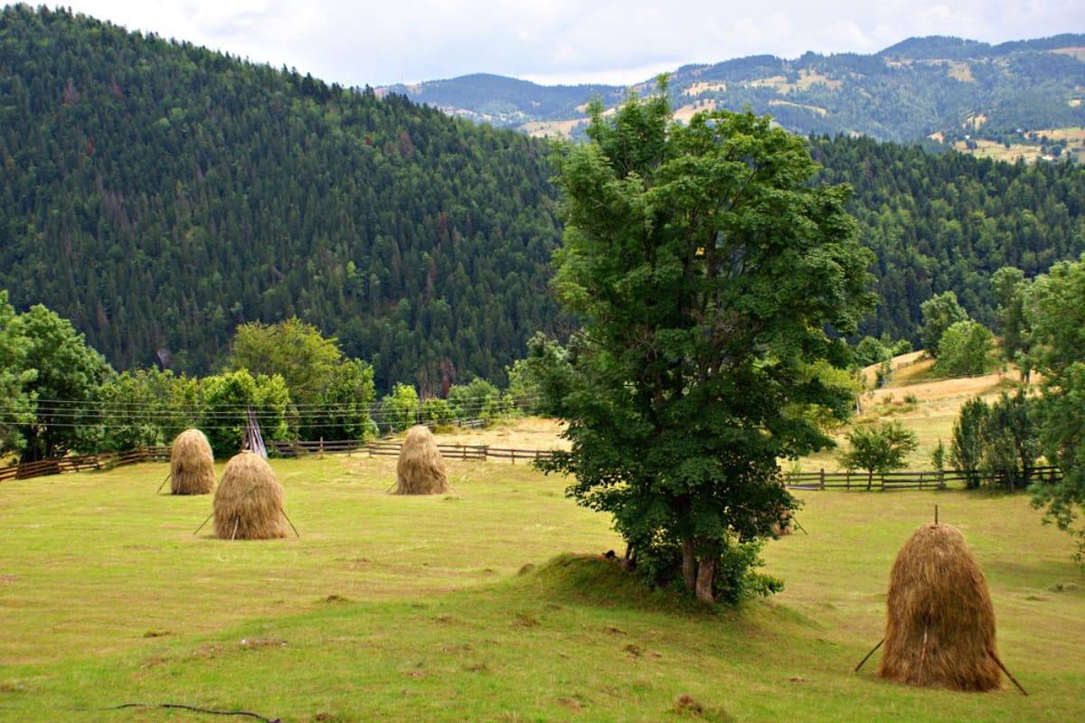 Priveliste cu fanete si pajisti verzi in Arieseni