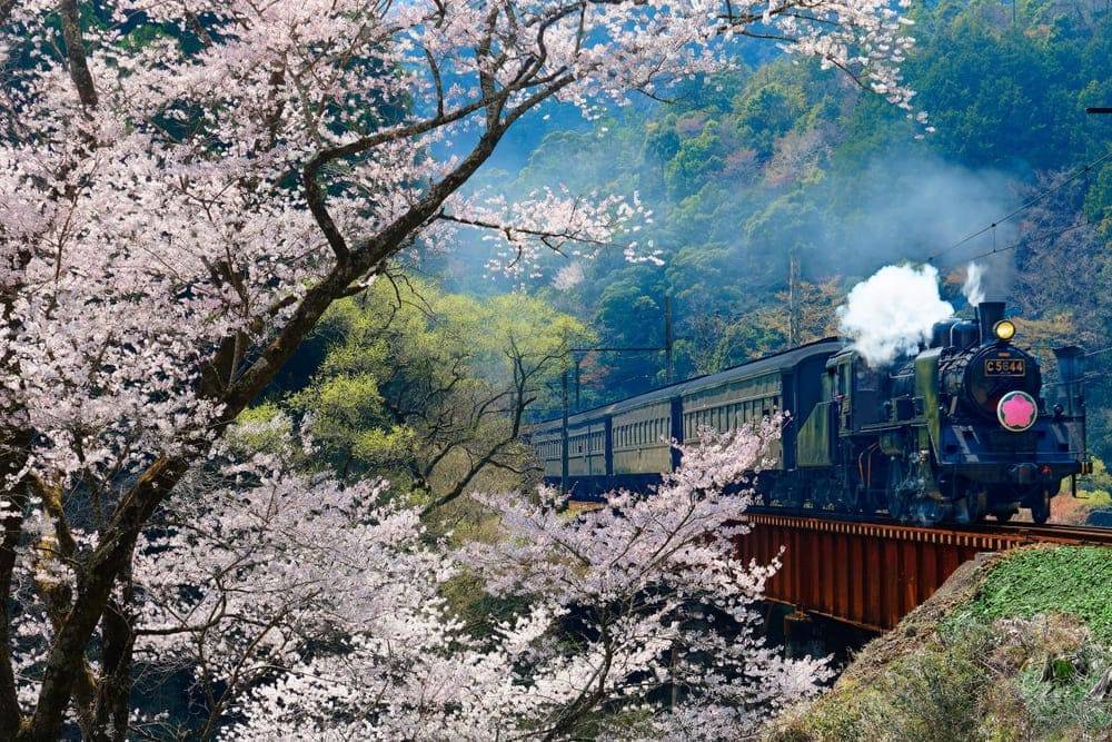mocanita pe traseul din valea hartibaciului