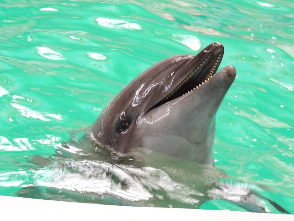 Delfinariul Constanta si Microrezervatia