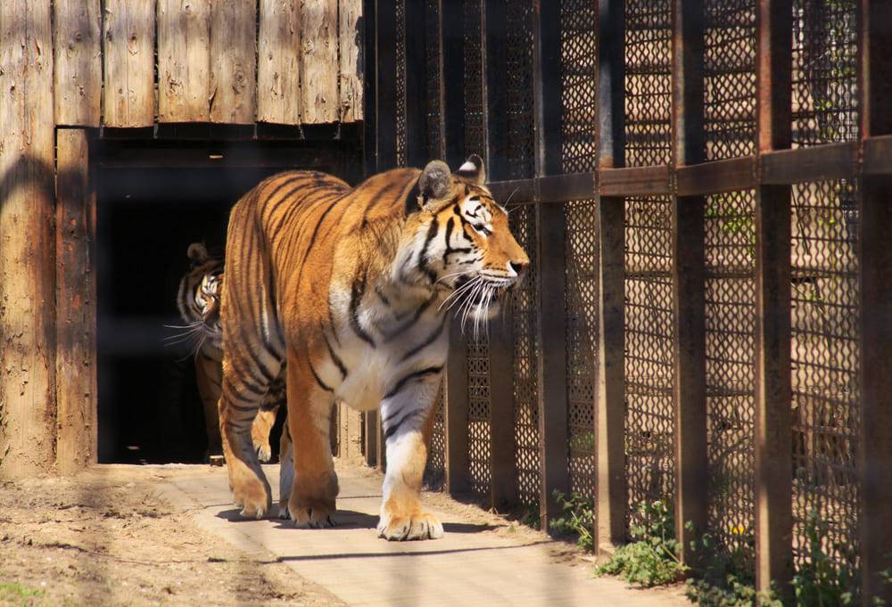 Tigru la zoo Bucuresti (Baneasa)