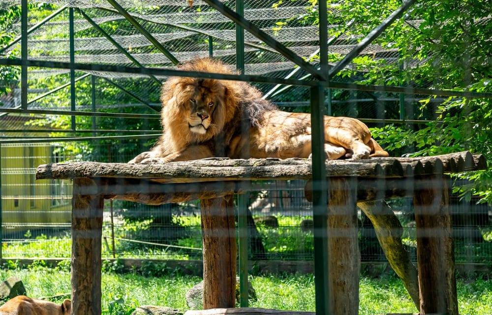leu la zoo Targu Mures