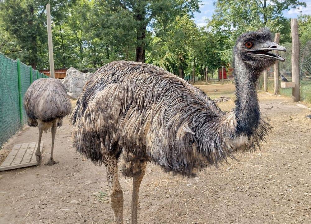 struti la zoo Oradea