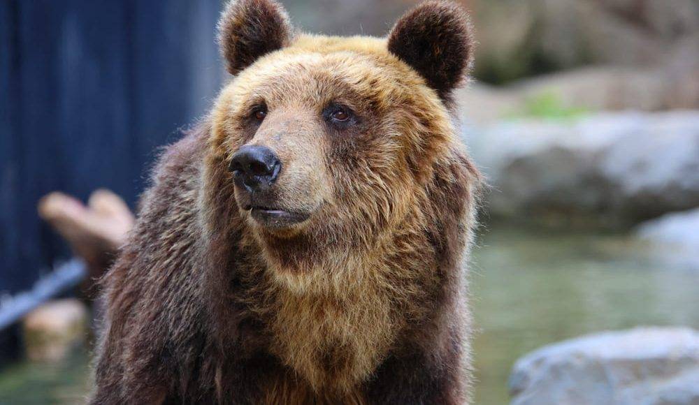 Top 12 grădini zoologice din România pentru pasionații de animale și păsări
