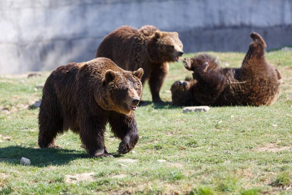 zoo Brasov cu lei albi, acvariu si planetariu