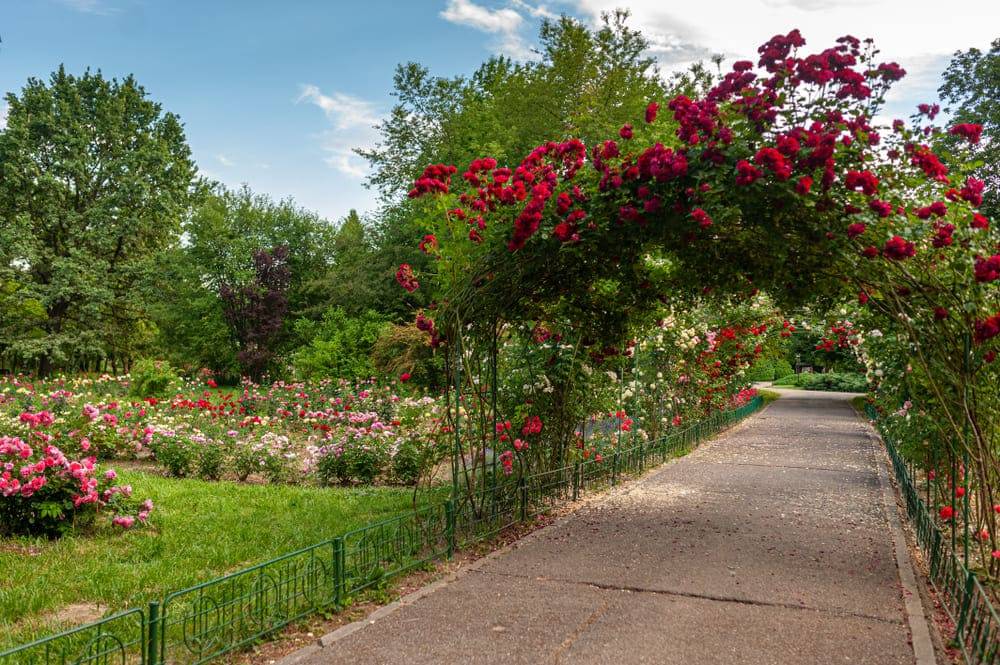 Imagine cu Gradina Botanica „Dimitrie Brandza” din Bucuresti